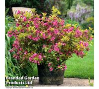 Thompson & Morgan Weigela 'magic Carpet' 9Cm Potted Plant X 1