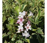 Thompson & Morgan Weigela Nana Variegata 3.5 Litre Potted Plant X 1