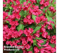 Thompson & Morgan Weigela Picobella Rosso 9Cm Potted Plant X 1
