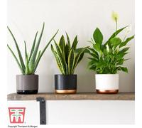 Thompson & Morgan Wellbeing Houseplant Collection - 3 Plants