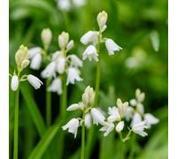Thompson & Morgan White English Bluebell Bulbs (Hyacinthoides Non-Scripta Alba) - Hardy Perennial For Woodland & Shade Gardens - Pollinator Friendly