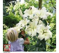 Thompson & Morgan White Lily 'pretty Woman' - 5 Summer Flowering Bulbs