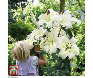 Thompson & Morgan White Lily 'pretty Woman' - 5 Summer Flowering Bulbs + Bulb Planting Basket X 1