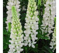 Thompson & Morgan White Lupin Noble Maiden - 3 Bare Root Plants