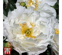 Thompson & Morgan White Peony 'miss America' - 1 Bare Root Plant