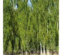 Thompson & Morgan White Poplar Tree Hedging - Dark Green Leaves Silver Undersides - Bareroots By Thompson And Morgan
