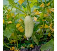 Thompson & Morgan White Wonder Cucumber Heirloom Seeds - Crisp Sweet High Yield Easy Grow 1 Packet (15 Seeds)