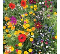 Thompson & Morgan Wild Flower Mixture 1 Seed Packet (1 Gram)