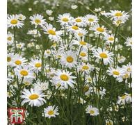 Thompson & Morgan Wild Flower Oxeye Daisy 1 Packet (600 Seeds)