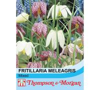 Thompson & Morgan Wild Flower Snakes Head Fritillaria 1 Seed Packet (25 Seeds)