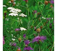 Thompson & Morgan Wild Flower Wildlife Mix 1 Packet (75 Seeds)