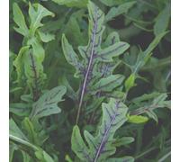 Thompson & Morgan Wild Rocket Dragon S Fire Seeds - Red-Veined Peppery Salad Leaves - Slow To Bolt All-Year Harvest (200 Seeds)