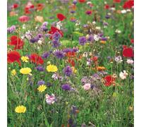 Thompson & Morgan Wildflower Collection - 5 Seed Packets
