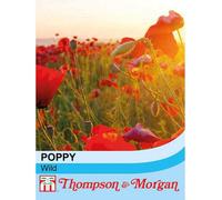 Thompson & Morgan Wildflower Corn Poppy Flanders 1 Seed Packet (2000 Seeds)
