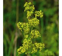 Thompson & Morgan Wildflower Ladies Bedstraw 1 Seed Packet (750 Seeds)