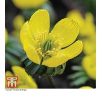 Thompson & Morgan Winter Aconite (Eranthis Hyemalis) In The Green 25 Bulbs