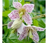 Thompson & Morgan Winter Flowering Clematis - Advent Bells 7Cm Potted Plant X 1