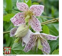Thompson & Morgan Winter Flowering Clematis - Advent Bells 7Cm Potted Plant X 2