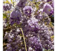 Thompson & Morgan Wisteria Amethyst Falls 9Cm Potted Plant X 3