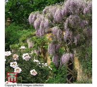 Thompson & Morgan Wisteria Tree Standard 2 Litre Potted Plant X 1