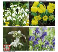 Thompson & Morgan Woodland Collection In The Green 200 Bulbs