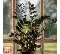Thompson & Morgan Zamioculcas Raven Black Height 35Cm 14Cm Potted Plant X 1 3 Feathers/breaks & Incredifeed