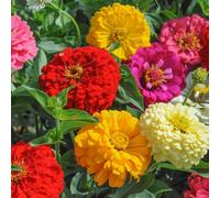 Thompson & Morgan Zinnia Dahlia Flowered Mixed 1 Seed Packet