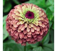 Thompson & Morgan Zinnia Elegans Queen Red Lime 1 Seed Packet