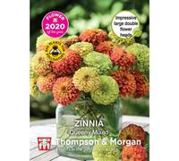 Thompson & Morgan Zinnia Elegans Queeny Mixed Foty 1 Packet (15 Seeds)