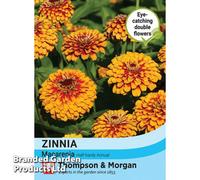 Thompson & Morgan Zinnia Macareni 1 Seed Packet (50 Seeds)