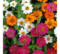 Thompson & Morgan Zinnia Profusion Mixed 6 Plug Plants