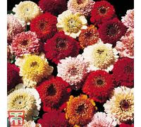 Thompson & Morgan Zinnia Scabious Flowered 1 Packet (200 Seeds)