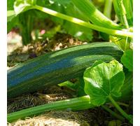 Thompson & Morgan Zucchini Courgette Seeds - Sweet Dark Green Bush Variety - 10 Seeds