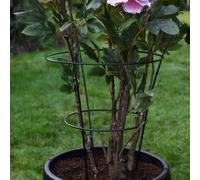Thomspon & Morgan Peony & Herbaceous Large Plant Frame x3