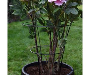 Thomspon & Morgan Peony & Herbaceous Large Plant Frame x3