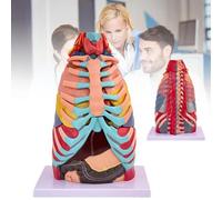 Thoracic Anatomy Teaching Model with 17 Detachable Parts | Includes Larynx, Bronchial Tree, Lung Lobes, Heart & Nerves for Advanced Medical Study