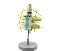 Thoracic Spinal Cord Model - Human Body Proportion Spine Anatomy with Color-Coded Features and Base for Medical Learning, Teaching, and Research