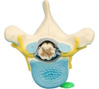 Thoracic Vertebrae and Enlarged Spinal Cord Anatomy Model, Spinal Cord Spinal Nerve Sympathetic Trunk Anatomy Model, Medical Educational Training Aid, for School Teaching Study