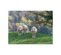 Three Cows，Jigsaw Puzzles for Adults 1000 Pieces Games Toys Gift Every Piece is Unique - Challenging Family Fun Game（75x50cm）-H52