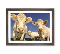 Three Cream Dairy Cows Modern Framed Wall Art Print, Ready to Hang Picture for Living Room Bedroom Home Office Décor, Walnut A2 (64 x 46 cm)