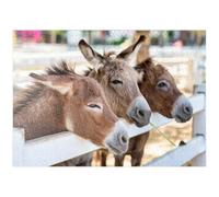 Three Donkeys On The Farm - Premium 1000 pieces Puzzle - MyPuzzle special collection from Puzzle Galaxy