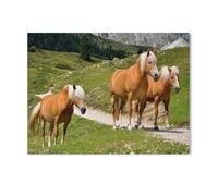 Three Haflinger horses on an alpine pasture in South Tyrol, Italy，Jigsaw Puzzle for Adults 1000 Piece for Kids Age 12 Years Up wooden Puzzles Educational Game（75x50cm）-G1
