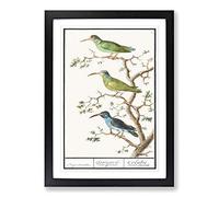 Three Hummingbirds by A.B. de Boodt Framed Print | A2 Black Framed Wall Art | Ready to Hang | Modern Nature Picture | Living Room Bedroom Lounge Office