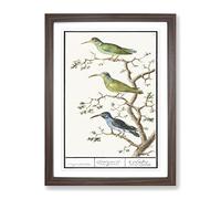 Three Hummingbirds By A.B. De Boodt Vintage Framed Print | A2 Walnut Framed Wall Art | Ready to Hang | Classic Nature Picture | Living Room Bedroom Lounge Office