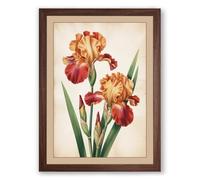 Three Iris Studies Botanical Framed Wall Art Print A3 (42×29.7cm) Walnut, Wall Decor for Living Room, Bedroom, Office & Home, Ready to Hang, Art Gift