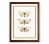 Three Natural History Moths Botanical Framed Wall Art Print A2 (59.4×42cm) Walnut, Wall Decor for Living Room, Bedroom, Office & Home, Ready to Hang, Art Gift
