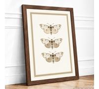 Three Natural History Moths Botanical Framed Wall Art Print A2 Walnut
