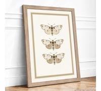 Three Natural History Moths Botanical Framed Wall Art Print A4 (29.7×21cm) Oak, Wall Decor for Living Room, Bedroom, Office & Home, Ready to Hang, Art Gift