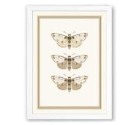 Three Natural History Moths Botanical Framed Wall Art Print A4 (29.7×21cm) White, Wall Decor for Living Room, Bedroom, Office & Home, Ready to Hang, Art Gift