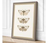 Three Natural History Moths Canvas Wall Art Print 24x16 Inch (61 x 41 cm)
